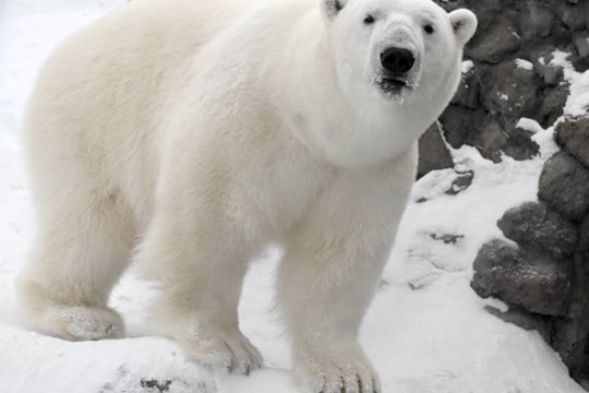 Pribloškiantis rezultatas: čia baltieji lokiai storėja
