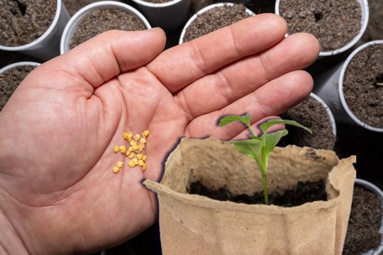 Kada sėti paprikas: geriausios šių metų dienos ir du patarimai