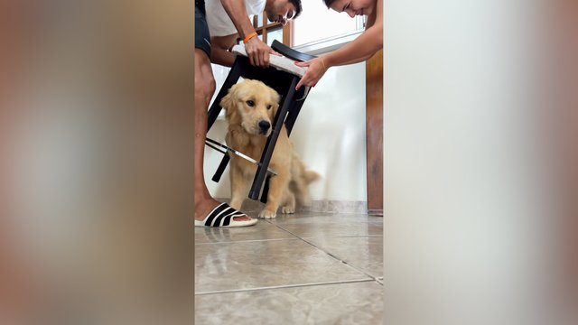 Klausimų kelianti situacija: keturkojo gelbėjimo operacija prilygo galvosūkiui