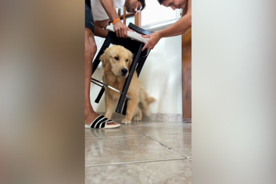 Klausimų kelianti situacija: keturkojo gelbėjimo operacija prilygo galvosūkiui