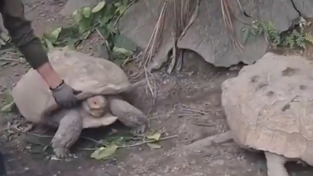 Zoologijos sode – įnirtingas vėžlių mūšis: prižiūrėtojui teko atskubėti į pagalbą