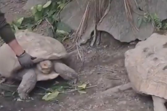 Zoologijos sode – įnirtingas vėžlių mūšis: prižiūrėtojui teko atskubėti į pagalbą