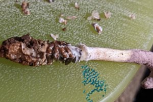 Brazilijoje aptikta nauja „zombių grybo“ rūšis: užkrėtusi vorą, visiškai perima jo kūną