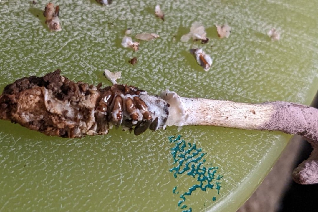 Brazilijoje aptikta nauja „zombių grybo“ rūšis: užkrėtusi vorą, visiškai perima jo kūną