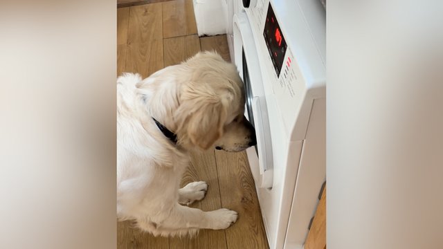 Trumpas atsisveikinimas su mėgiamu žaislu sukėlė jausmų karusėlę: šuo atidžiai stebėjo visą procesą