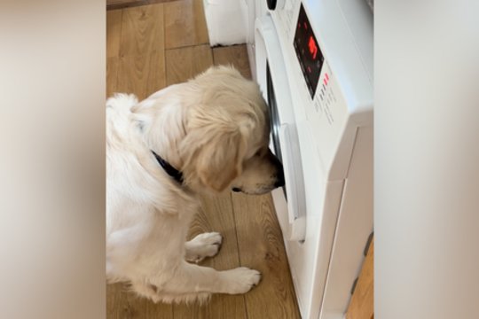 Trumpas atsisveikinimas su mėgiamu žaislu sukėlė jausmų karusėlę: šuo atidžiai stebėjo visą procesą