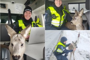 Policijos automobilyje – netikėtas svečias: suteikė pagalbą ant kelio gulėjusiam gyvūnui