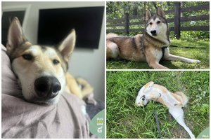 Žmogaus ne kartą išduotas laikų kraujo turintis gražuolis nepraranda vilties rasti tikrus namus