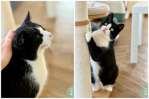 Jaunutė ir apvalutė išdykėlė laukia meilės ir švelnumo: turi atsiimti už gatvėje prarastą vaikystę