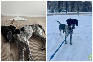 7 mėn. šoklus ir smalsus šuo dėl susiklosčiusios sudėtingos situacijos skubiai ieško naujų namų