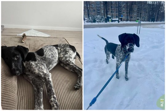 7 mėn. šoklus ir smalsus šuo dėl susiklosčiusios sudėtingos situacijos skubiai ieško naujų namų