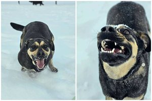 Duris atsidaryti mokanti stipruolė – labai meili, bet pasivaikščiojimai nebus lengvi