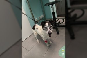 Zebro vardą gavęs šunelis prašo dvigubo stebuklo