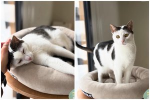 Švelnumo ir energijos užtaisas: Fėjos vardą gavusi grakšti ilgakojė niekada neatsisakys pažaisti