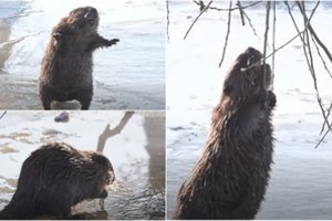 Kauno centre – netikėtas svečias: pramogavo upės pakrantėje