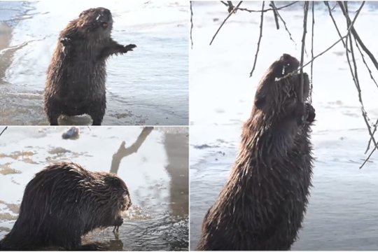 Kauno centre – netikėtas svečias: pramogavo upės pakrantėje