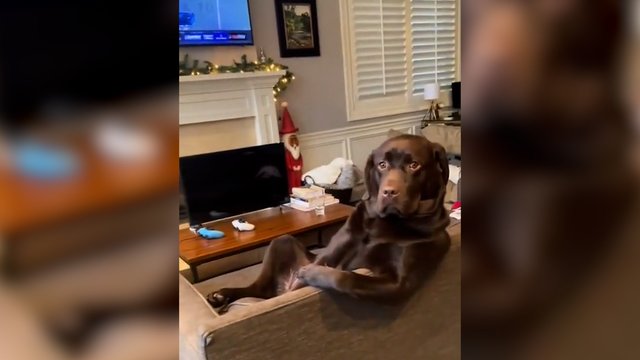 Šuns poza sukėlė daug reakcijų: „Sėdi, lyg mokėtų visus mokesčius“