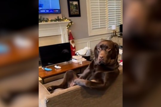 Šuns poza sukėlė daug reakcijų: „Sėdi, lyg mokėtų visus mokesčius“