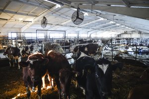 Pieno kainos smuko pagrindinėse ES eksportuotojų šalyse, tarp jų – ir Lietuvoje