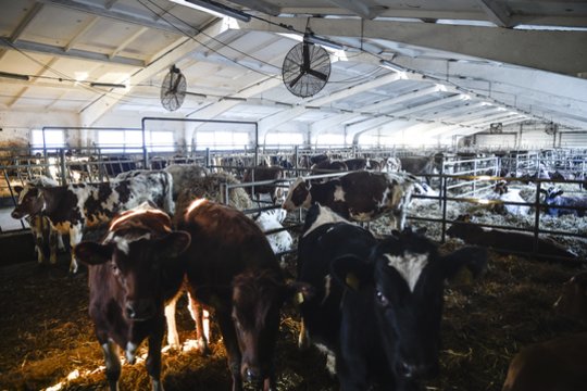 Pieno kainos smuko pagrindinėse ES eksportuotojų šalyse, tarp jų – ir Lietuvoje