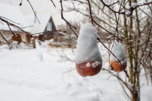 Stora sniego danga gali pražudyti vaismedžius: ką būtina padaryti dabar