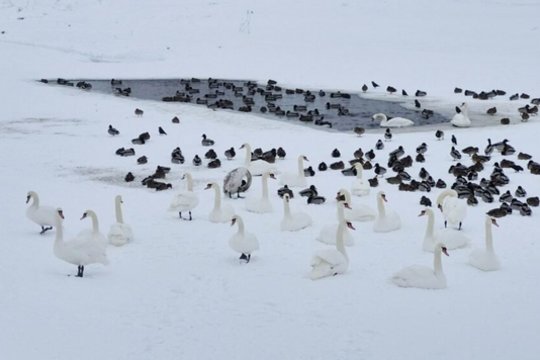 Kėdainiuose žiemojančios gulbės kelia nerimą gyventojams, savivaldybė ramina: paukščiais pasirūpinta