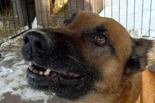 Pakruojo rajone vaiką apkandžiojusio šuns savininkė turės gerokai patuštinti piniginę