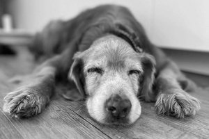 Po sunkios kovos – liūdna žinia: Gausas neišgyveno