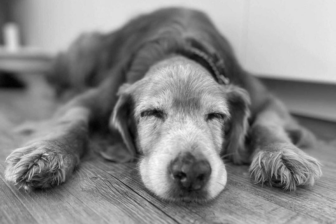 Po sunkios kovos – liūdna žinia: Gausas neišgyveno