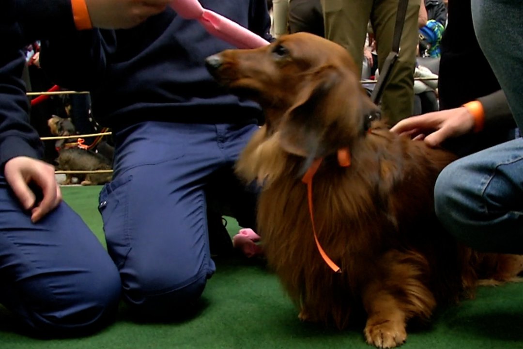 Ilgai brendusi idėja: būrys taksų mylėtojų susirinko į sprinto rungtį