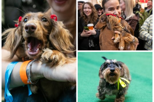 Meilės dieną keturkojai varžėsi taksų lenktynėse