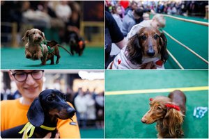 Vilnių džiugino „Taksų lenktynės“: ir lenktyniavo, ir madas demonstravo