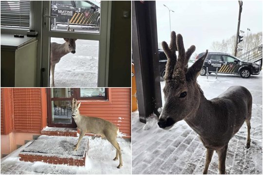 Muitinės pareigūnus aplankė smalsus praeivis: už pažinties slypi šmaikšti istorija