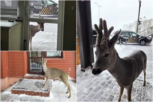 Muitinės pareigūnus aplankė smalsus praeivis: už pažinties slypi šmaikšti istorija