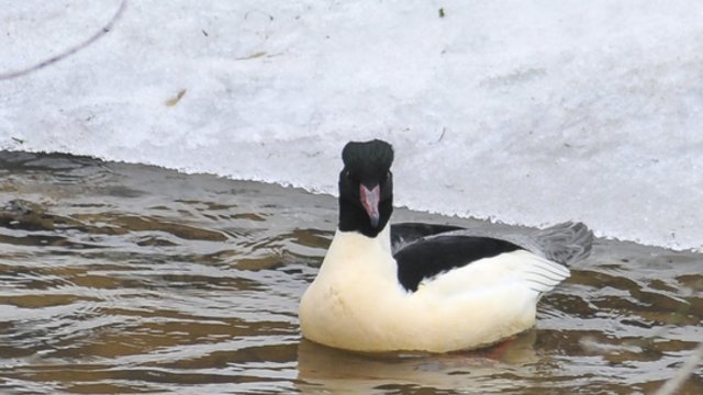 Pamatę žiemojančius vandens paukščius neskubėkite lesinti: padėti reikia vienu atveju