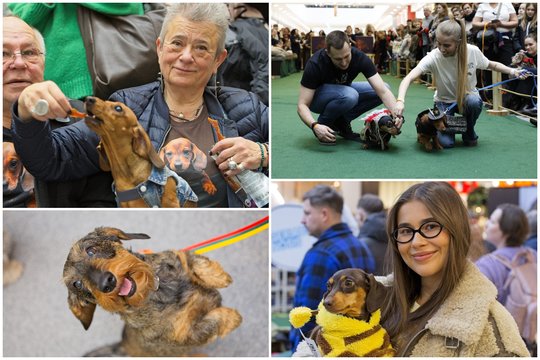 Mažas ūgis, didelis charakteris – Vilniuje susirinko išskirtiniai taksai