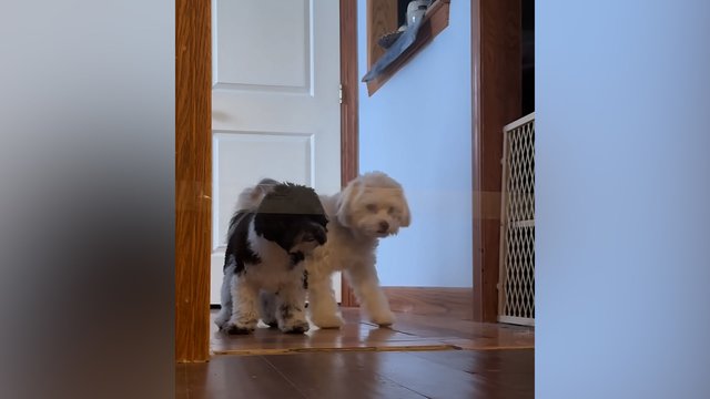 „Nematoma“ kliūtis tapo tikru iššūkiu: galvosūkis sukėlė ir pyktį