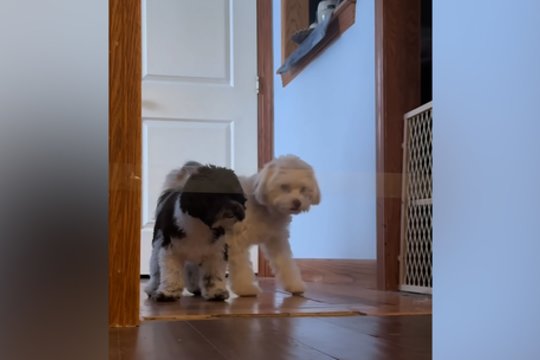 „Nematoma“ kliūtis tapo tikru iššūkiu: galvosūkis sukėlė ir pyktį