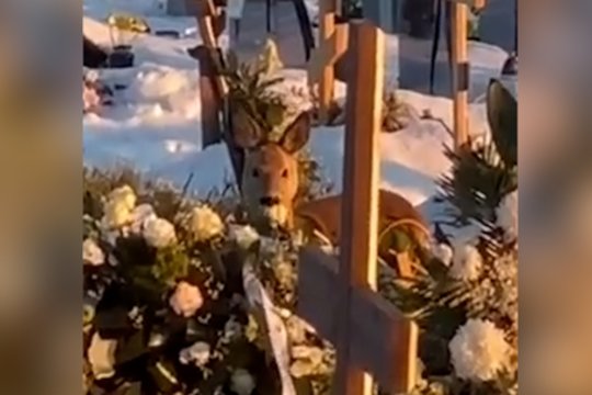 Pamatykite: Vilniaus kapinėse užfiksuota laidotuvių vainikais besigardžiuojanti stirna