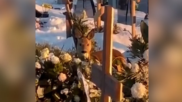 Pamatykite: Vilniaus kapinėse užfiksuota laidotuvių vainikais besigardžiuojanti stirna