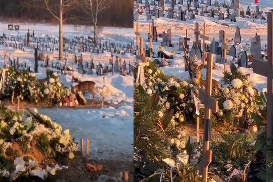 Užfiksavo, kas Vilniaus kapinėse nuskabo gėlių žiedus: kaltininkai – netikėti