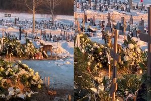 Užfiksavo, kas Vilniaus kapinėse nuskabo gėlių žiedus: kaltininkai – netikėti