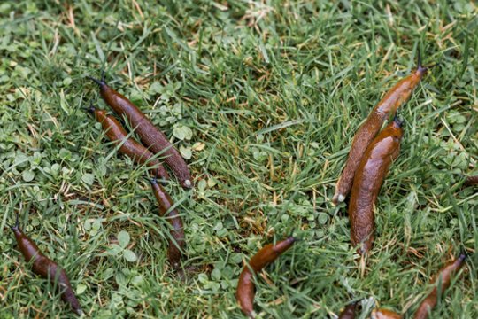 Jau ruoškite planą pavasariui: taip galima sumažinti šliužų atakas jūsų sode ir darže