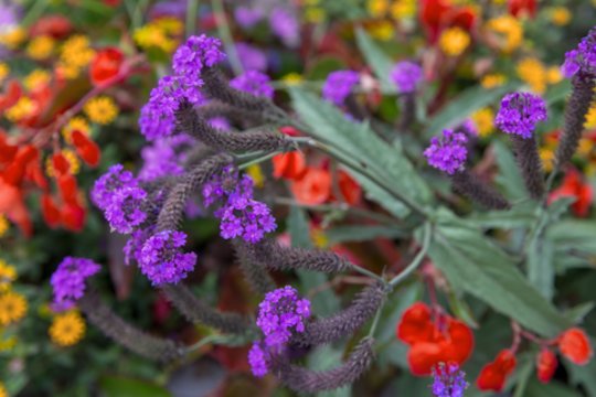Puošnus šedevras gėlyne: neįtikėtino grožio gėlė, kuri žydi visą vasarą