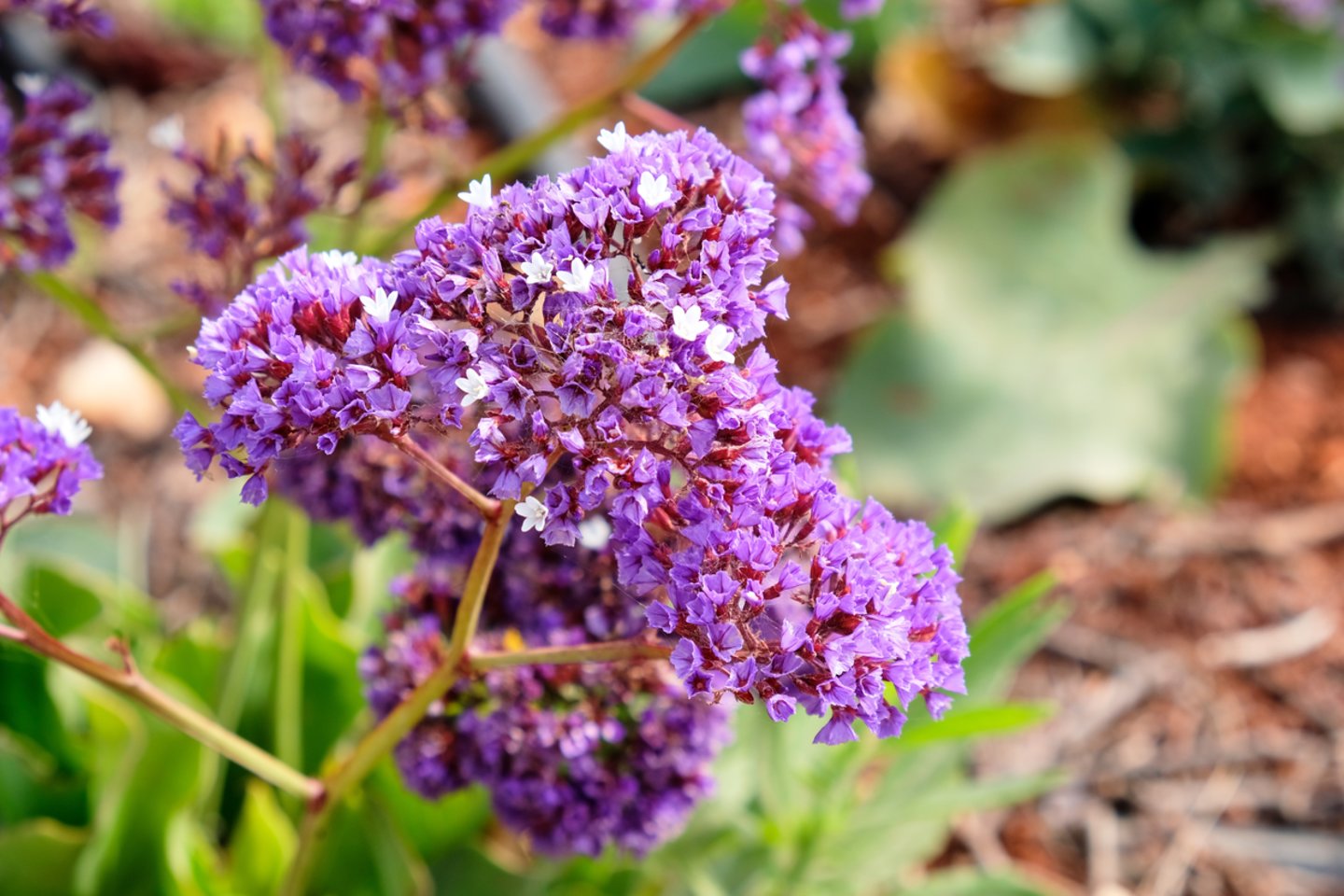 Kompaktiškas krūmas aksominiais lapais ir vanilės aromatu.<br>123 rf nuotr.