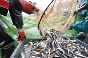Stintų sezonas vėluoja: pirkėjai šias žuvis šluoja net rekordine kaina