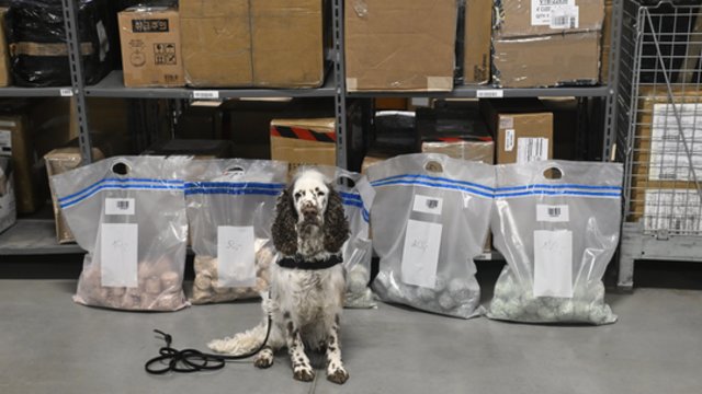 Šiam muitinės keturkojui atpažinti grynuosius pinigus – vieni juokai: parodė, kaip tobulina įgūdžius