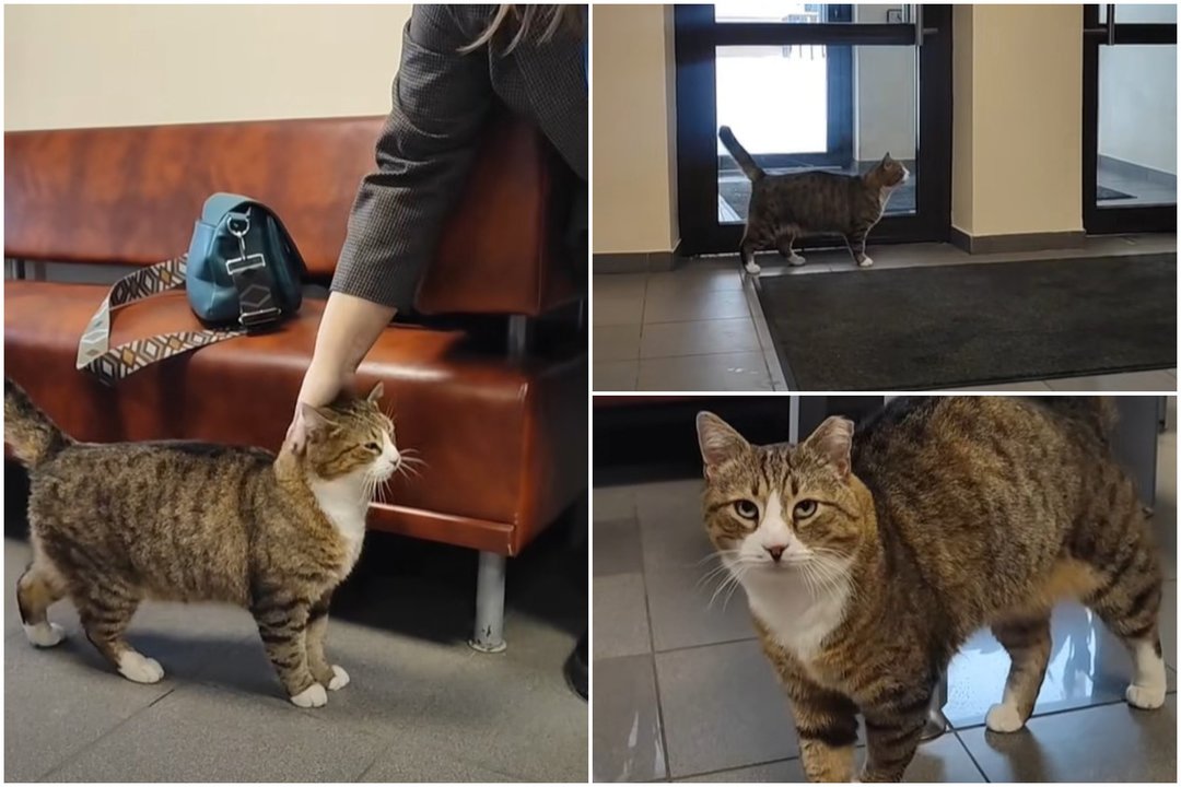 Legendinis Nidos katinas šaltą žiemą rado naują „darbo vietą“