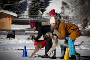 Austrijos kalnuose – klaipėdietės šuns triumfas: „Ji gimė bėgti“
