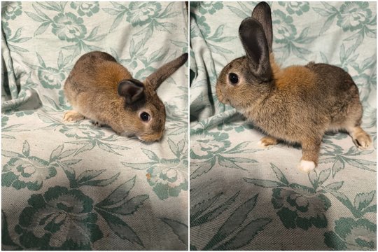 Morkius – dovana, kuri atsidūrė prieglaudoje, bet svajoja apie namus